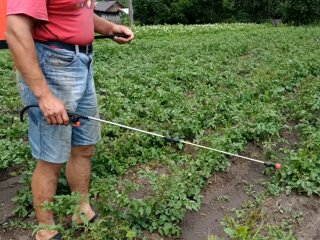Колорадський жук на картоплі, кадр з відео
