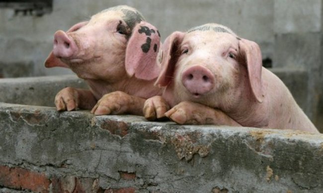 Африканська свиняча чума  дійшла до Сумщини