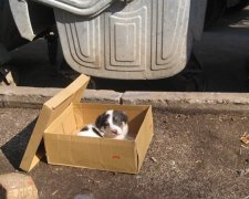 У Дніпрі на звичайному цуценяті показали всю жорстокість людини: машиніст не міг повірити своїм очам