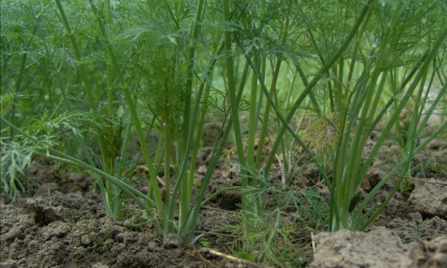 Вирощування кропу, скріншот: YouTube