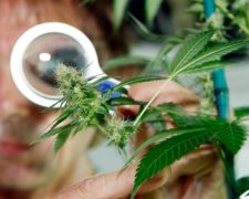 Захворювання, які лікуються марихуаною