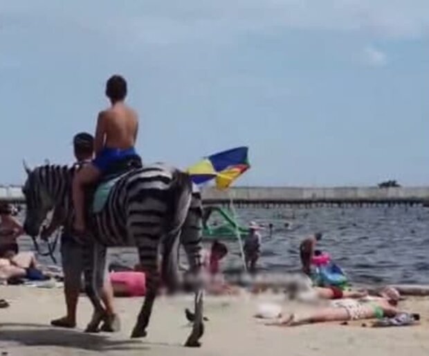 Лошадь в Скадовске, скриншот с видео