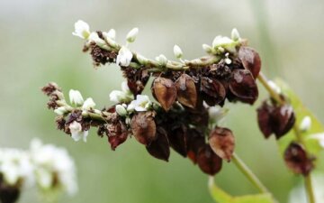 26 червня: яке сьогодні свято