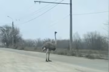Прогулянка страуса по українській дорозі сполохала водіїв: "Як вдома"