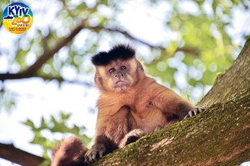 Мавпи, капуцини. Фото: zoo.kiev.ua