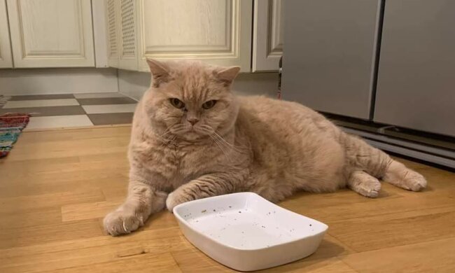 Котик, фото: Facebook