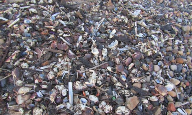 Тисячі мертвих ракоподібних