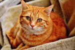 Домашний кот, фото Pxhere