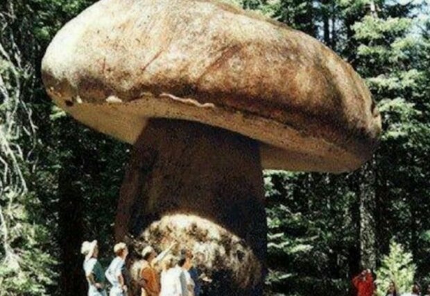 Гігантський гриб, фото: bibalex.org
