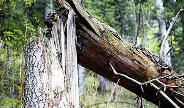 Сломанное дерево стоило киевлянину жизни