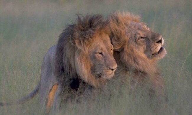 Фотограф зняла гомо-левів в Ботсвані