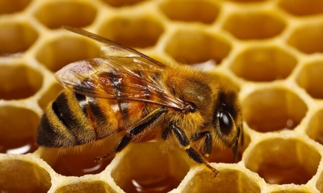 Бджола робить мед, фото з вільних джерел