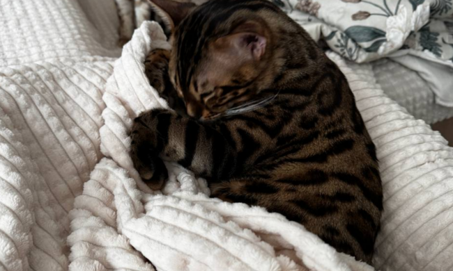 Котик, фото: Знай.ua