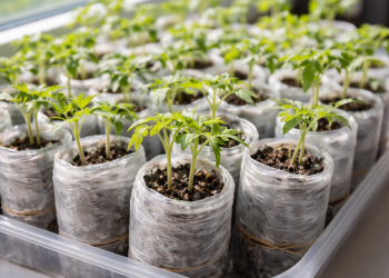 Рассада, изображение: Знай.ua