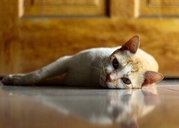 Ленивый котик фото best-wallpaper