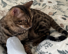 Котик, фото: Знай.ua