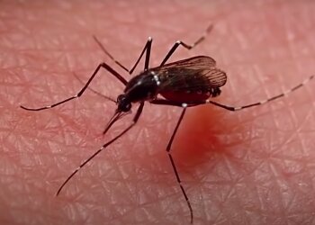 Комар. Фото: скрин youtube