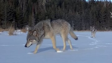 Волки: фото скрин Ютуб