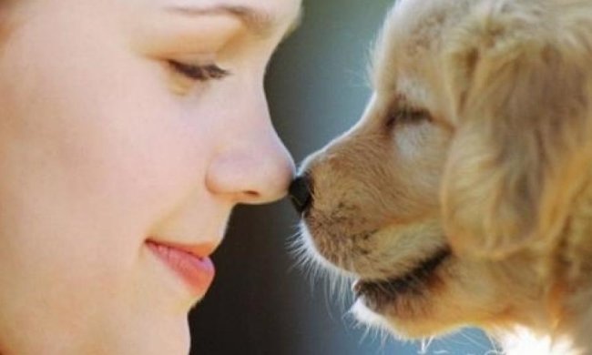 Собаки співчувають один одному