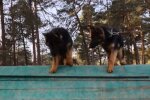 Чотирилапі "прикордонники", facebook.com/mvs.gov.ua