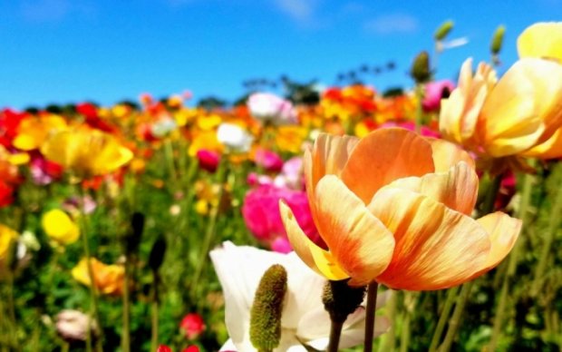 Весна в цвіту: макові й жовтецеві поля Каліфорнії