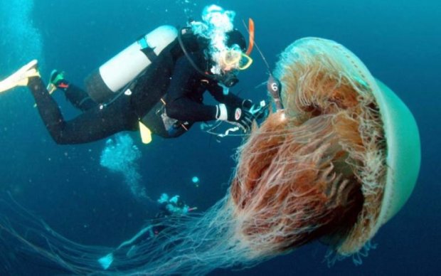 Медуза-гигант выбросилась на берег: фото