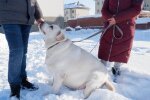 Хаммер до схуднення / фото : Hornews