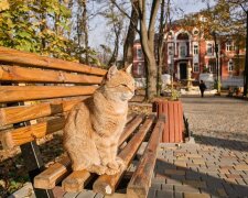 Львів'яни, тримайте парасольки міцніше: 2 листопада в місто нагрянуть дощ і вітер