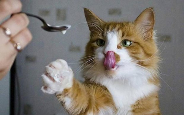 Накорми кота: домашнему любимцу посвятили забавный клип