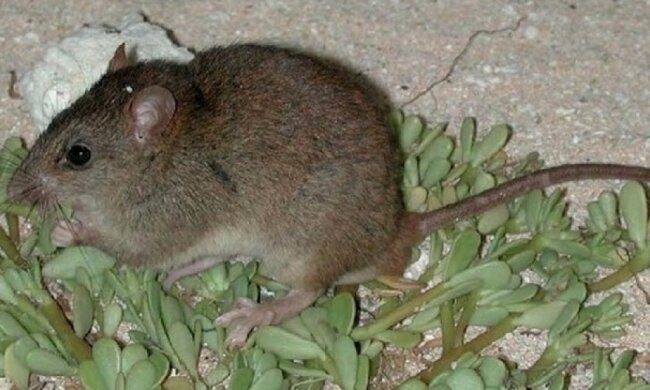 Глобальное потепление убило рифовых крыс в Австралии