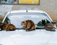 Котики на капоте машины / фото: depositphotos