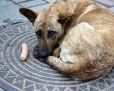 Чем угрожают бездомные собаки украинцам