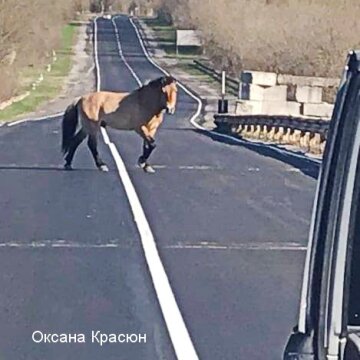 Чорнобильський заповідник, facebook.com/zapovidnyk2018