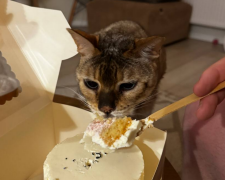 Котик, фото: Знай.ua