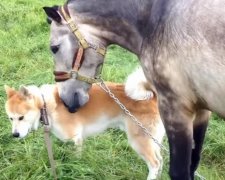 Дружба лошади и собаки покорила YouTube