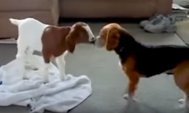 Знакомство пса с маленькой козочкой покорило YouTube