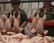 Ирак дал зеленый свет украинской птице