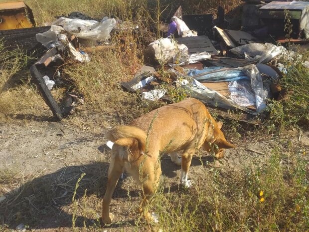 В Запорожье псих со спичками сжег десятки собачьих будок - несчастные псы горели и лаяли на всю округу
