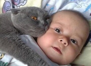 Кот с младенцем, фото: Прикарпатье Online