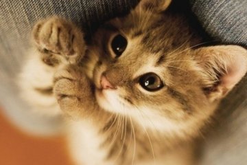 Британцы перевели язык котов