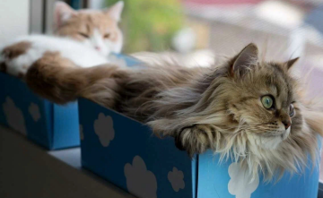 Котик в коробке, фото из соцсетей