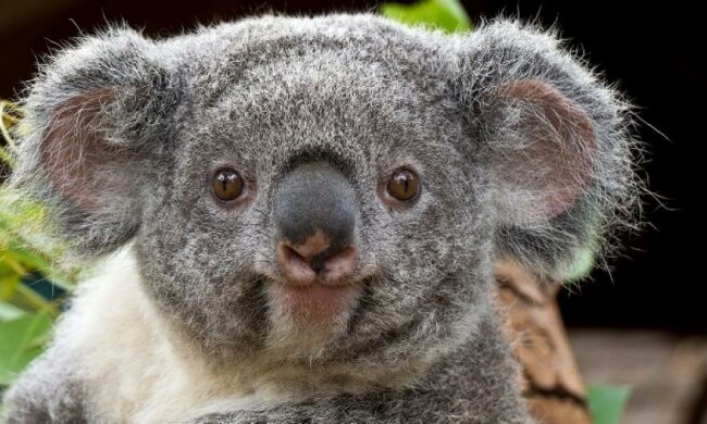 Коала спровокувала пробку (відео)