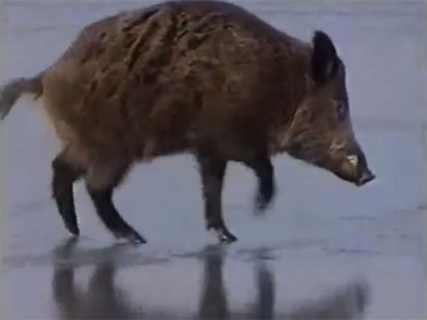 Як на льоду рятували диких кабанів (відео)