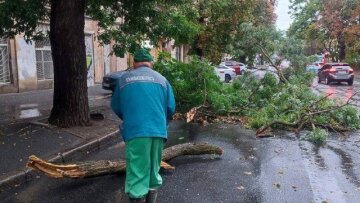 Повалені дерева в Одесі після зливи