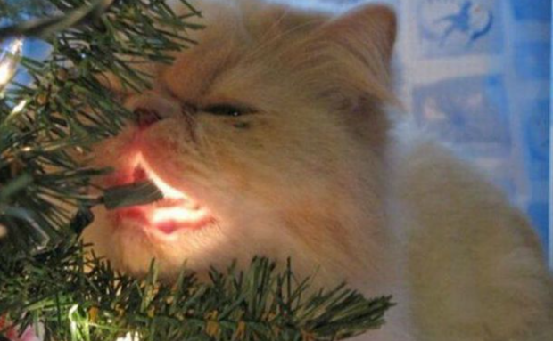 Как защитить новогоднюю елку от кошек: понадобится только один предмет, который есть на каждой кухне