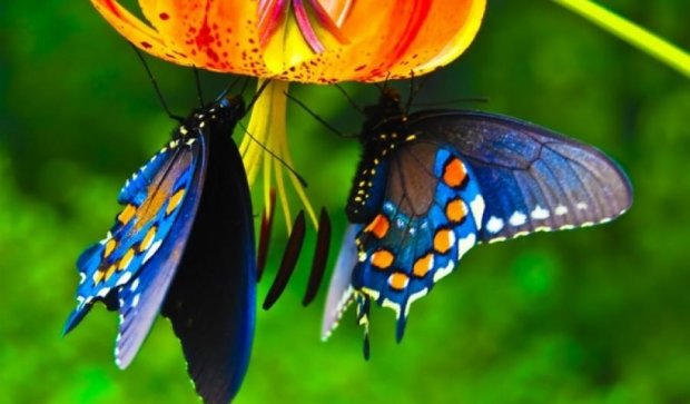 Ученые объяснили, почему бабочки цветные