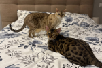 Котики, фото: Знай.ua