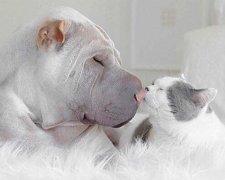 Дружба кота і собаки зворушила інтернет (фото)