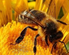 Пчелы спасут человечество от смертельных болезней
