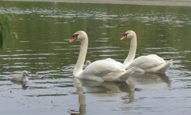 Семья лебедей провела птенцов по центральной улице города